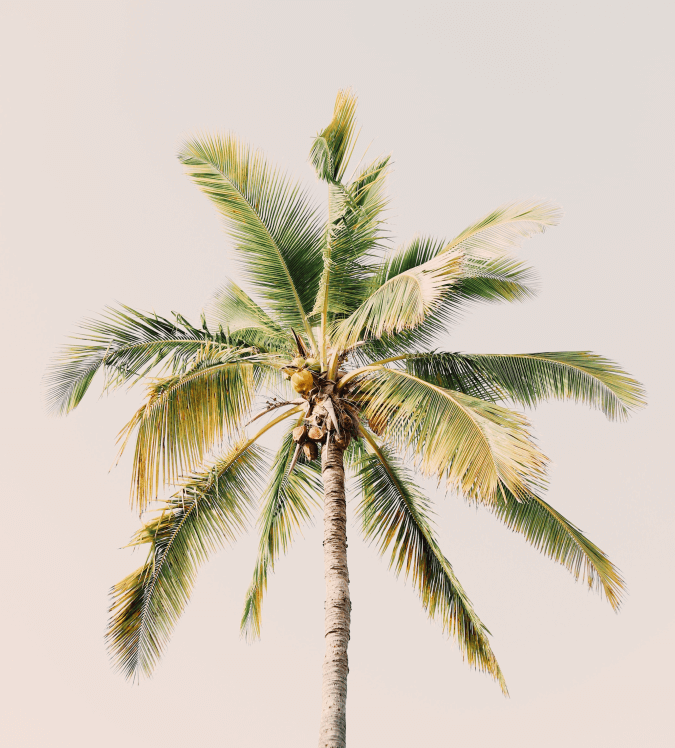 palm-tree